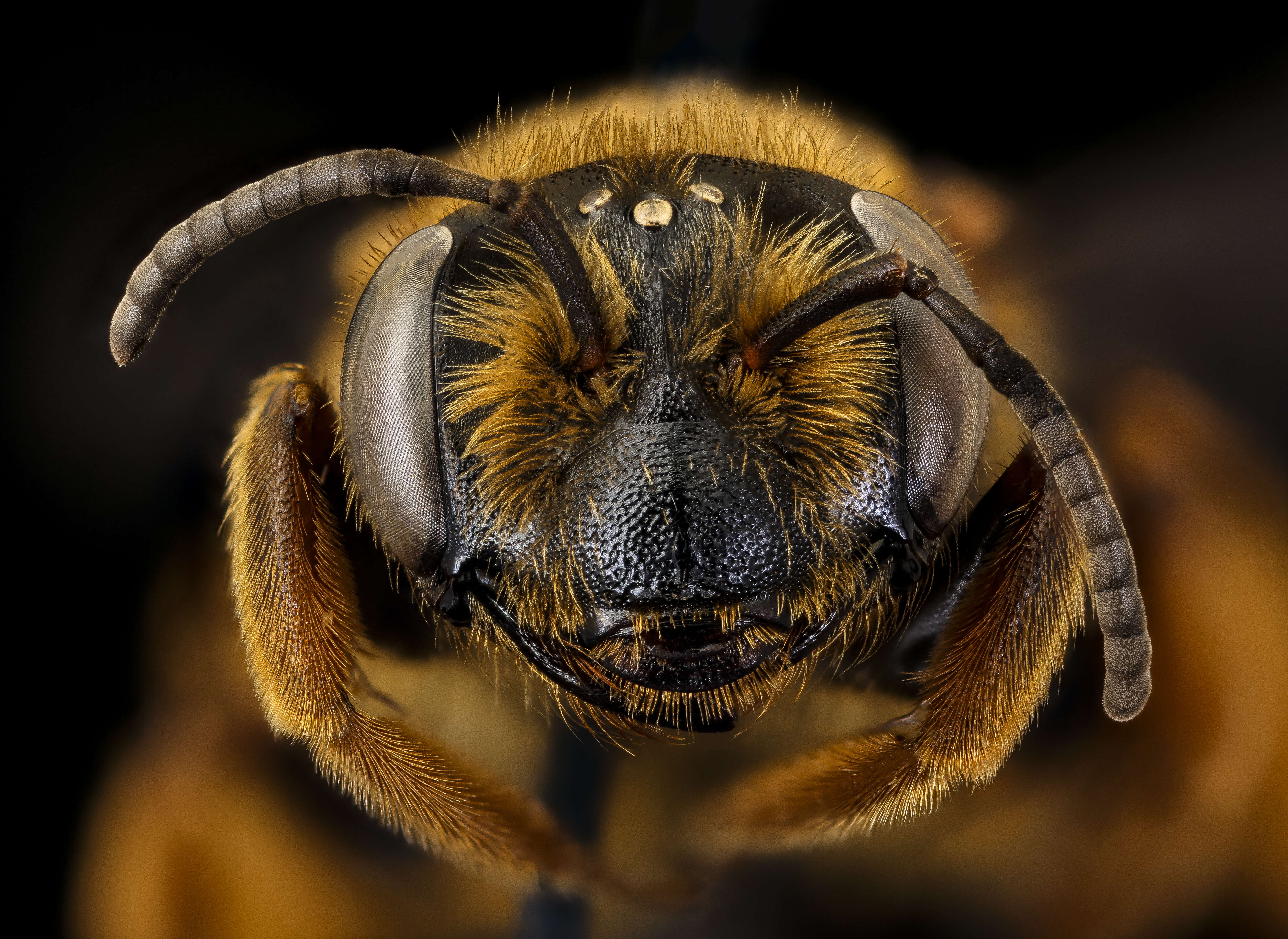 Image of Dusky-winged Andrena
