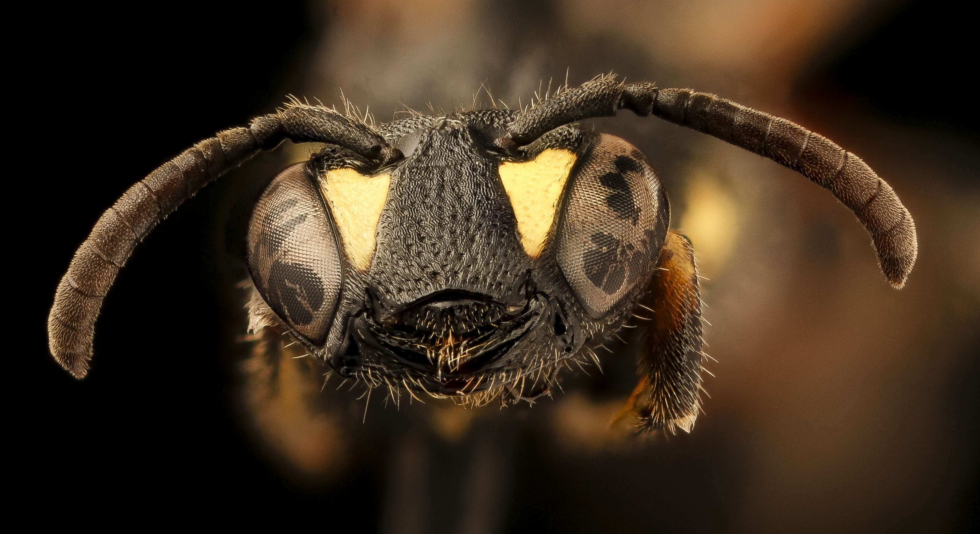 Imagem de Hylaeus nelumbonis (Robertson 1890)