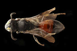 Imagem de Hylaeus nelumbonis (Robertson 1890)