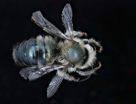 Image de Osmia felti Cockerell 1911