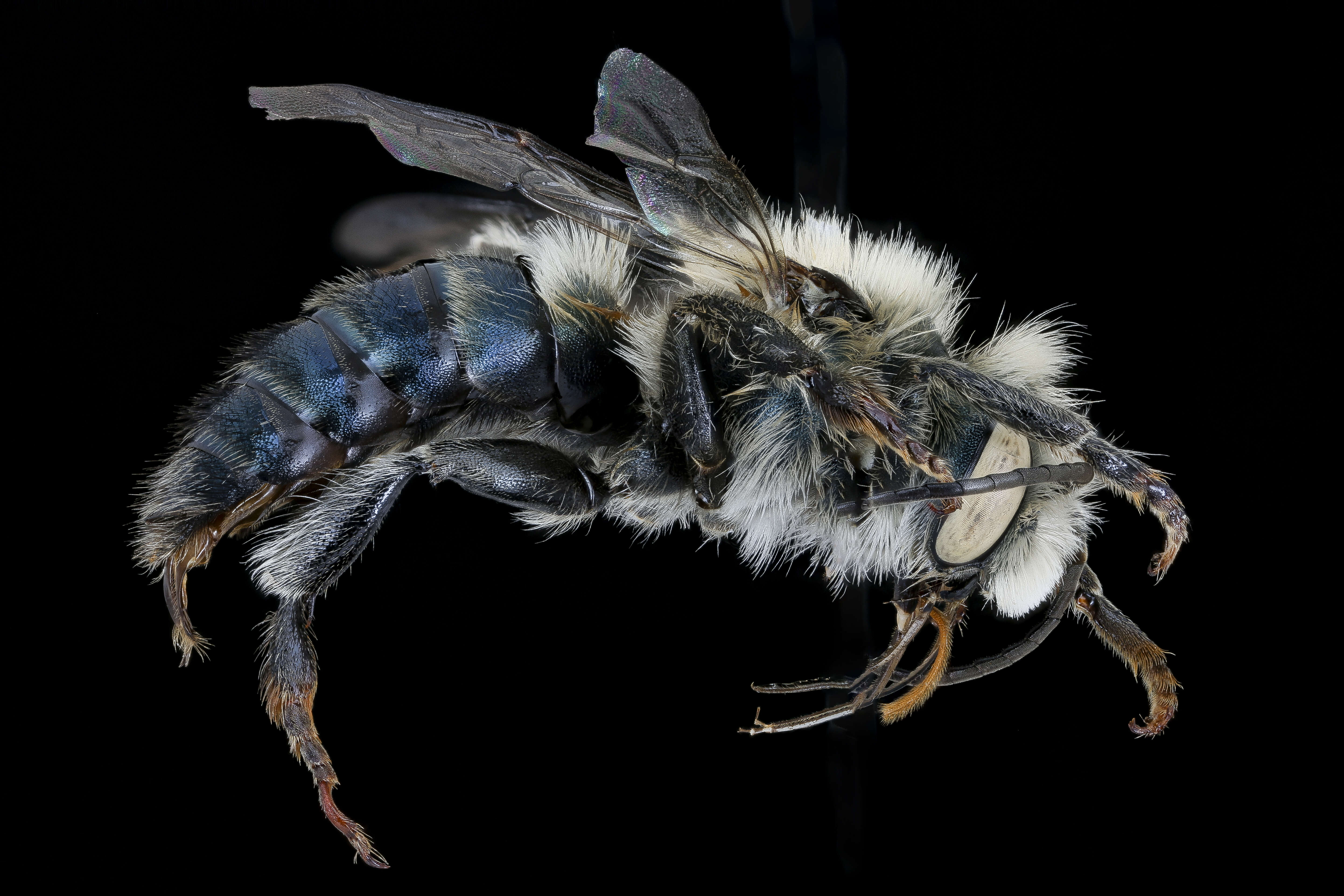 Image de Osmia felti Cockerell 1911