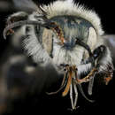 صورة Osmia felti Cockerell 1911