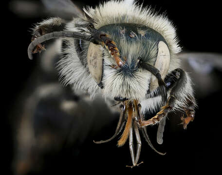 Image de Osmia felti Cockerell 1911