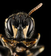 Imagem de Hylaeus hyalinatus Smith 1842