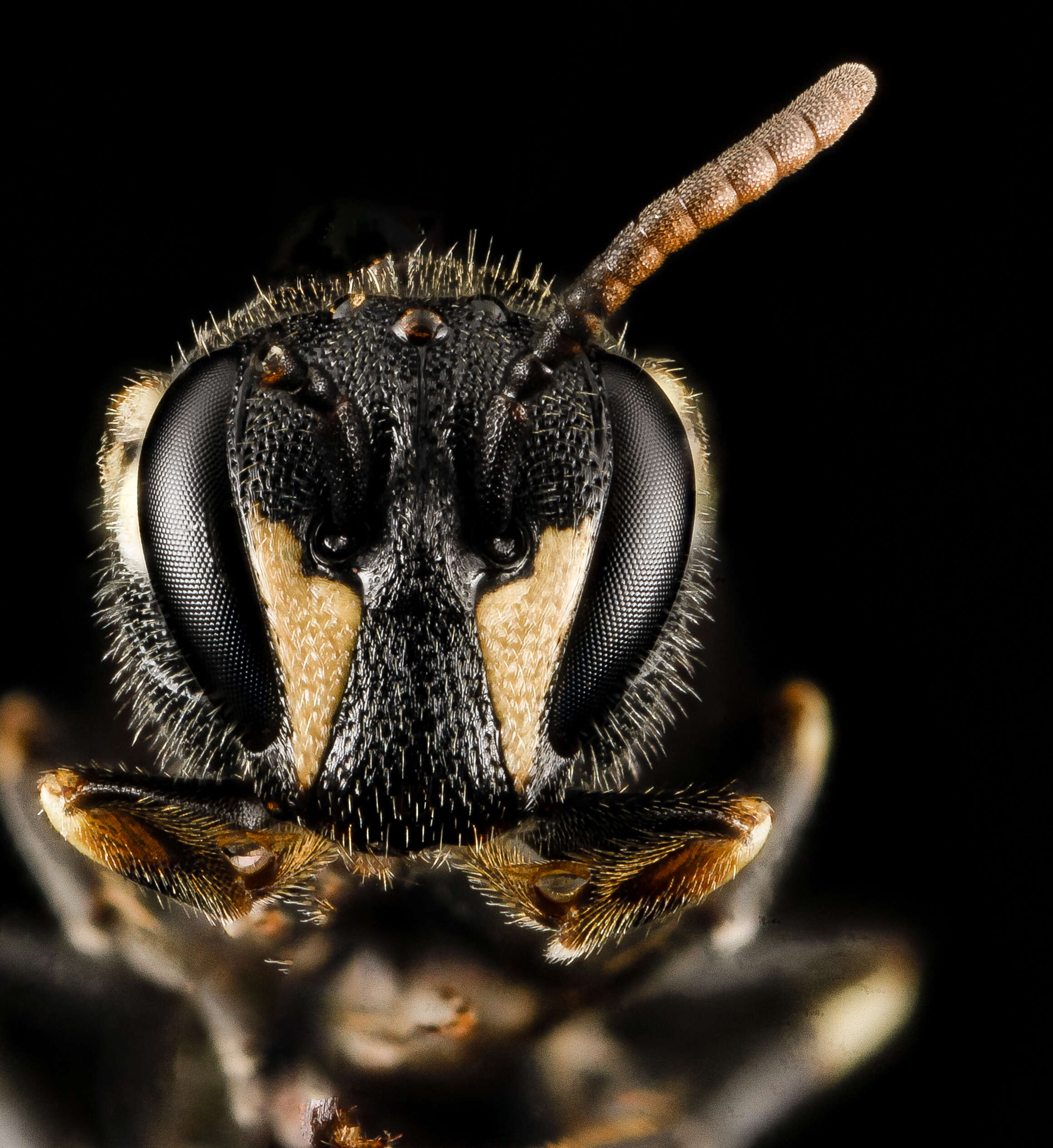 Image of Hyaline Masked Bee