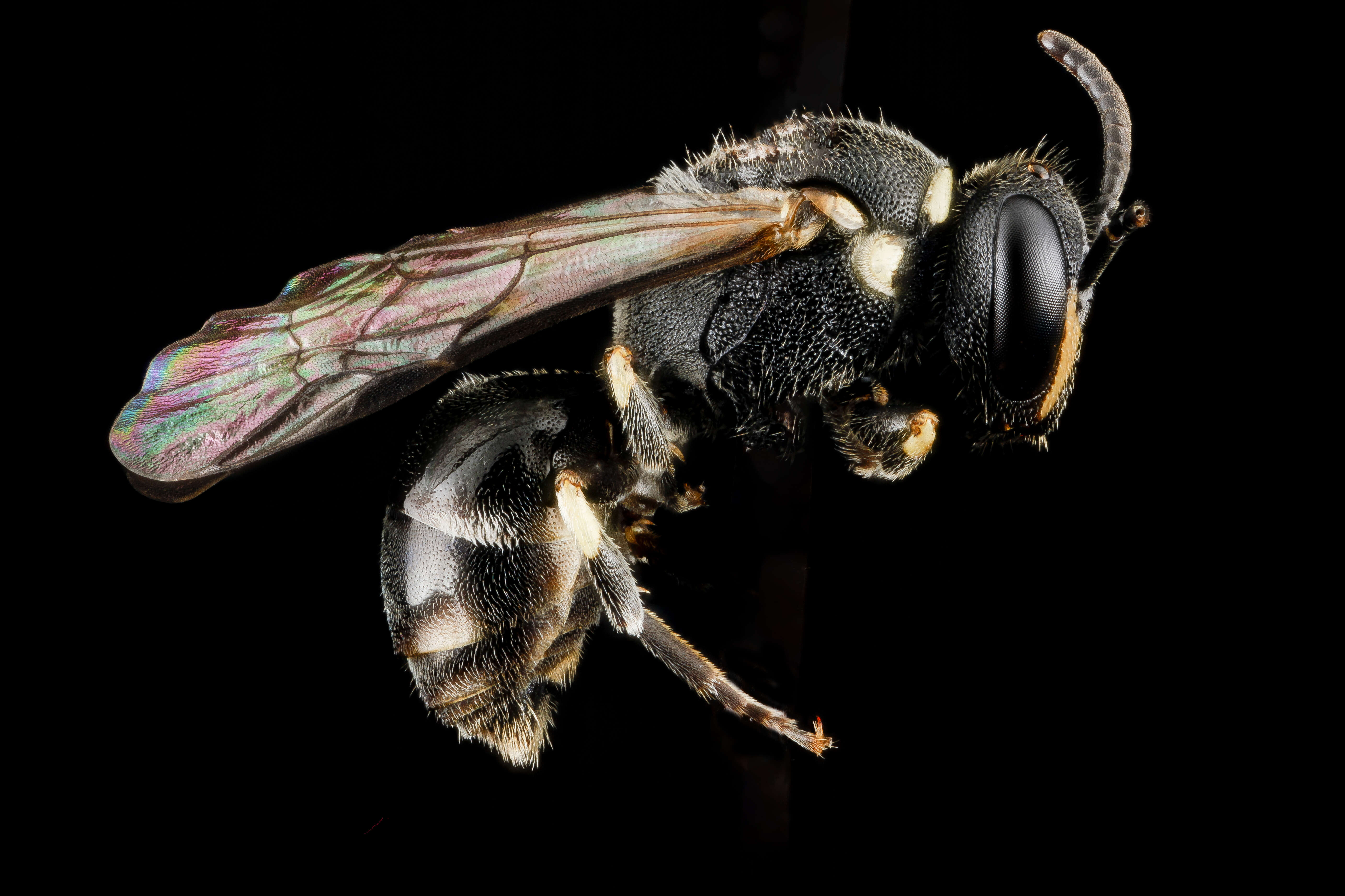 Image of Hyaline Masked Bee