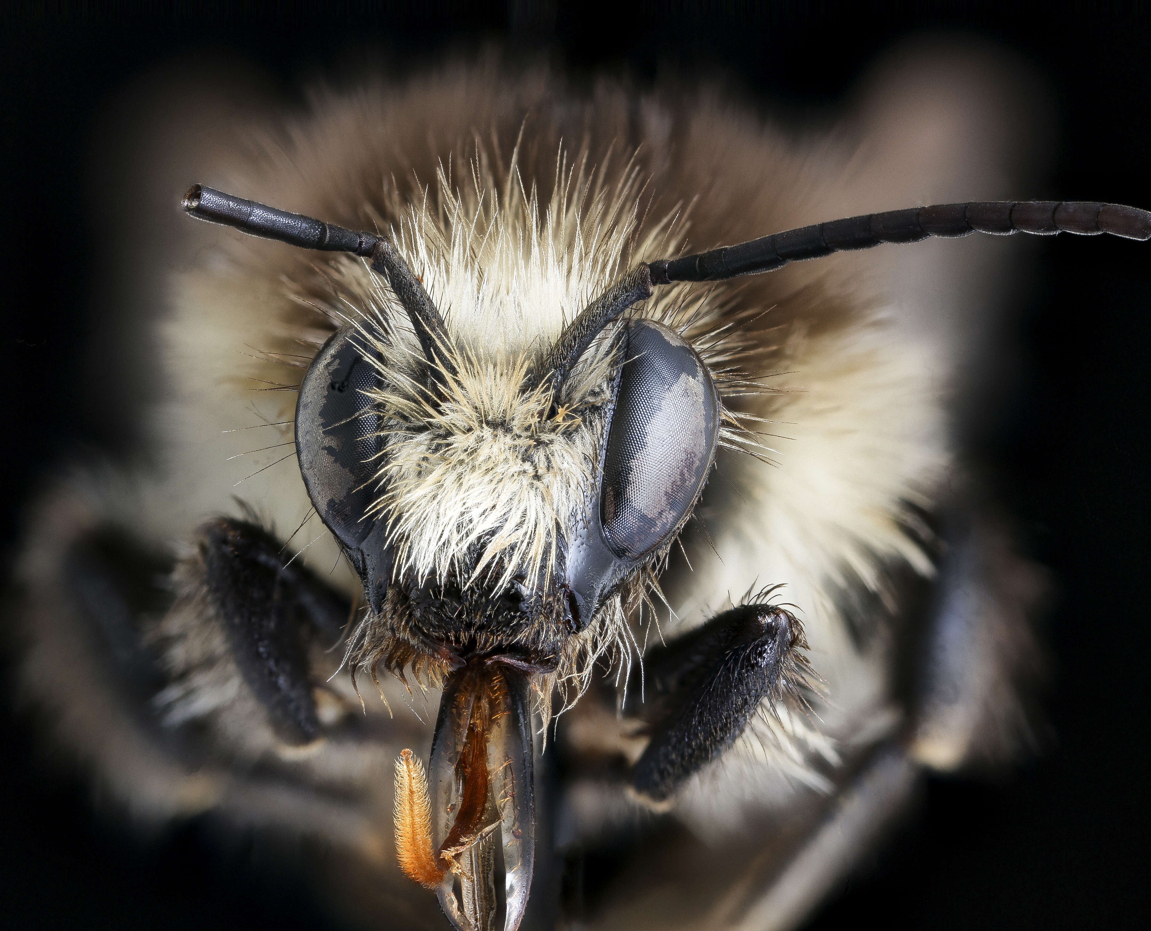 Image of Brown-banded carder bee