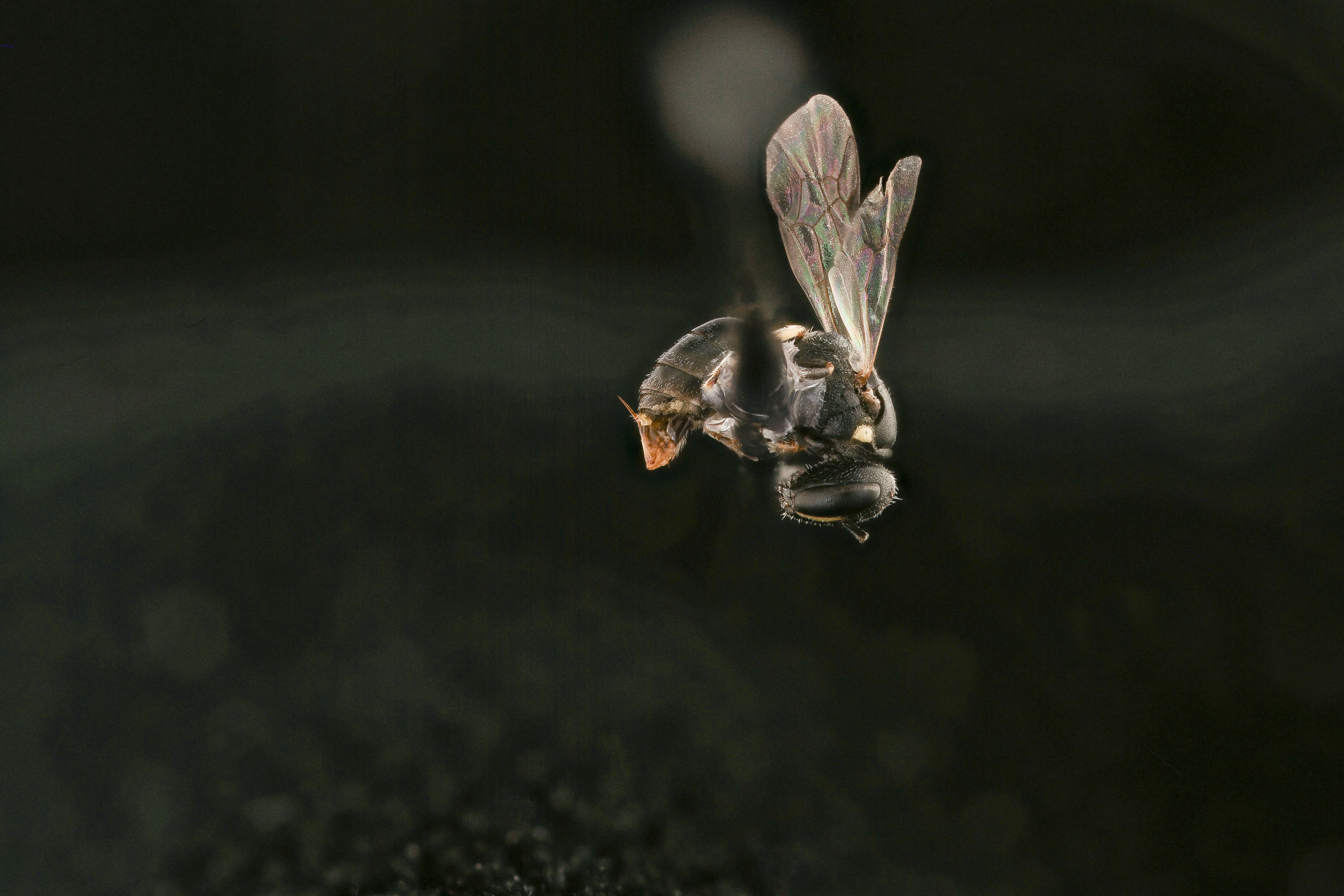 Image of Hylaeus mesillae (Cockerell 1896)