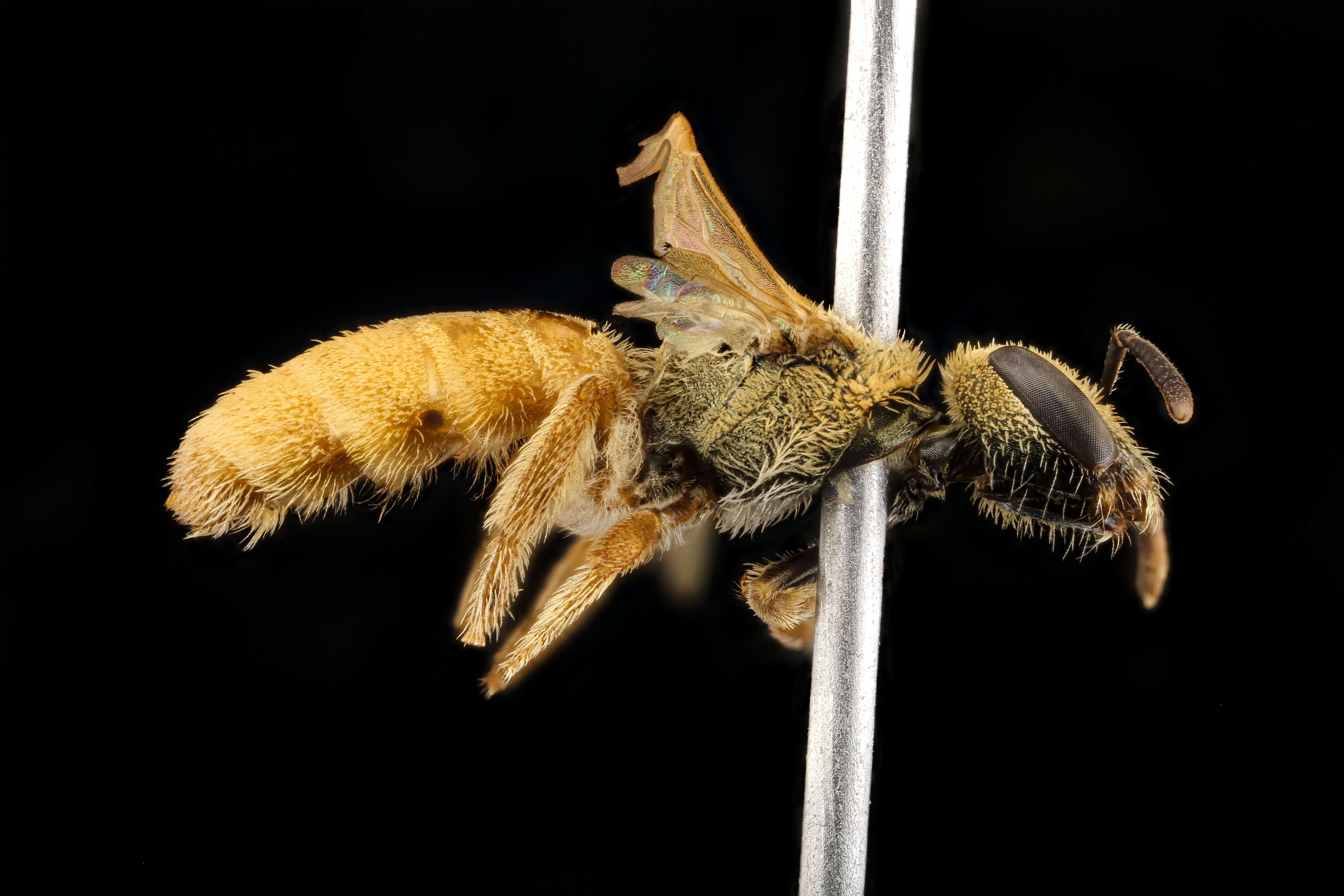 Image of Viereck's Dialictus