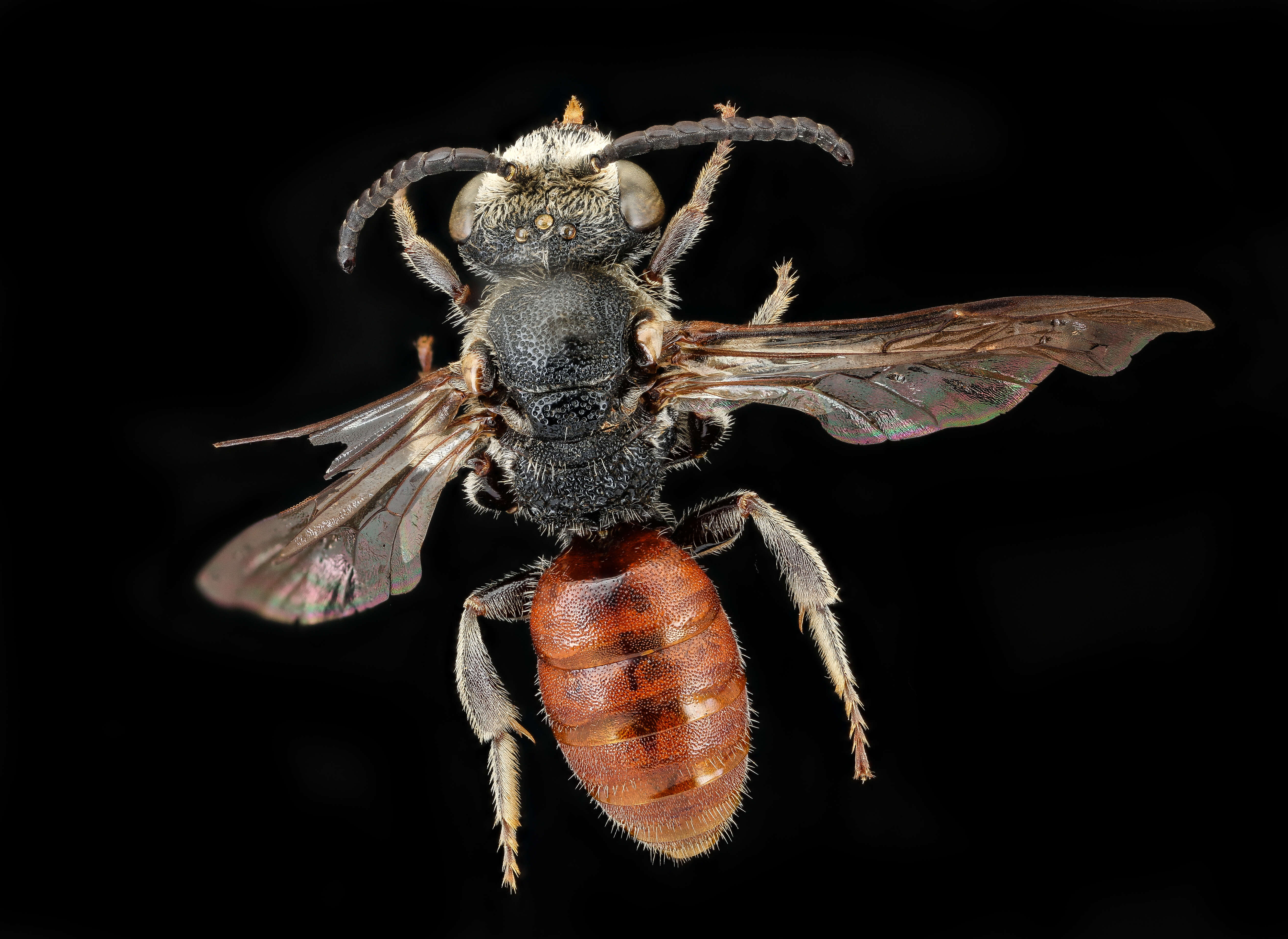 Image of Sphecodes albilabris (Fabricius 1793)