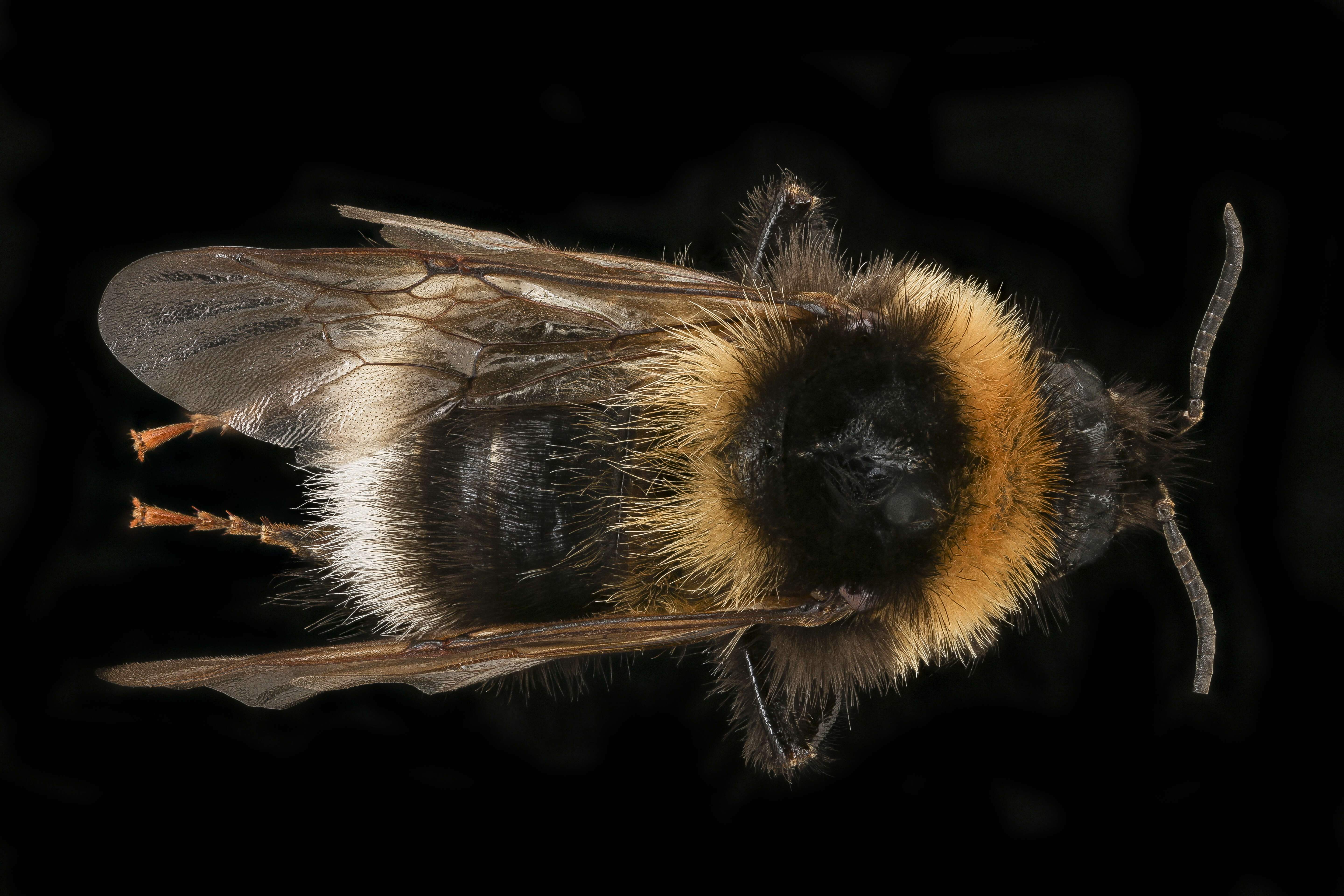 Plancia ëd Bombus hortorum (Linnaeus 1761)