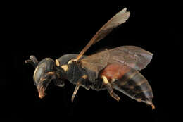 Image of Bee