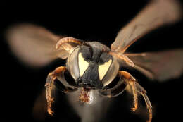 Image of Bee