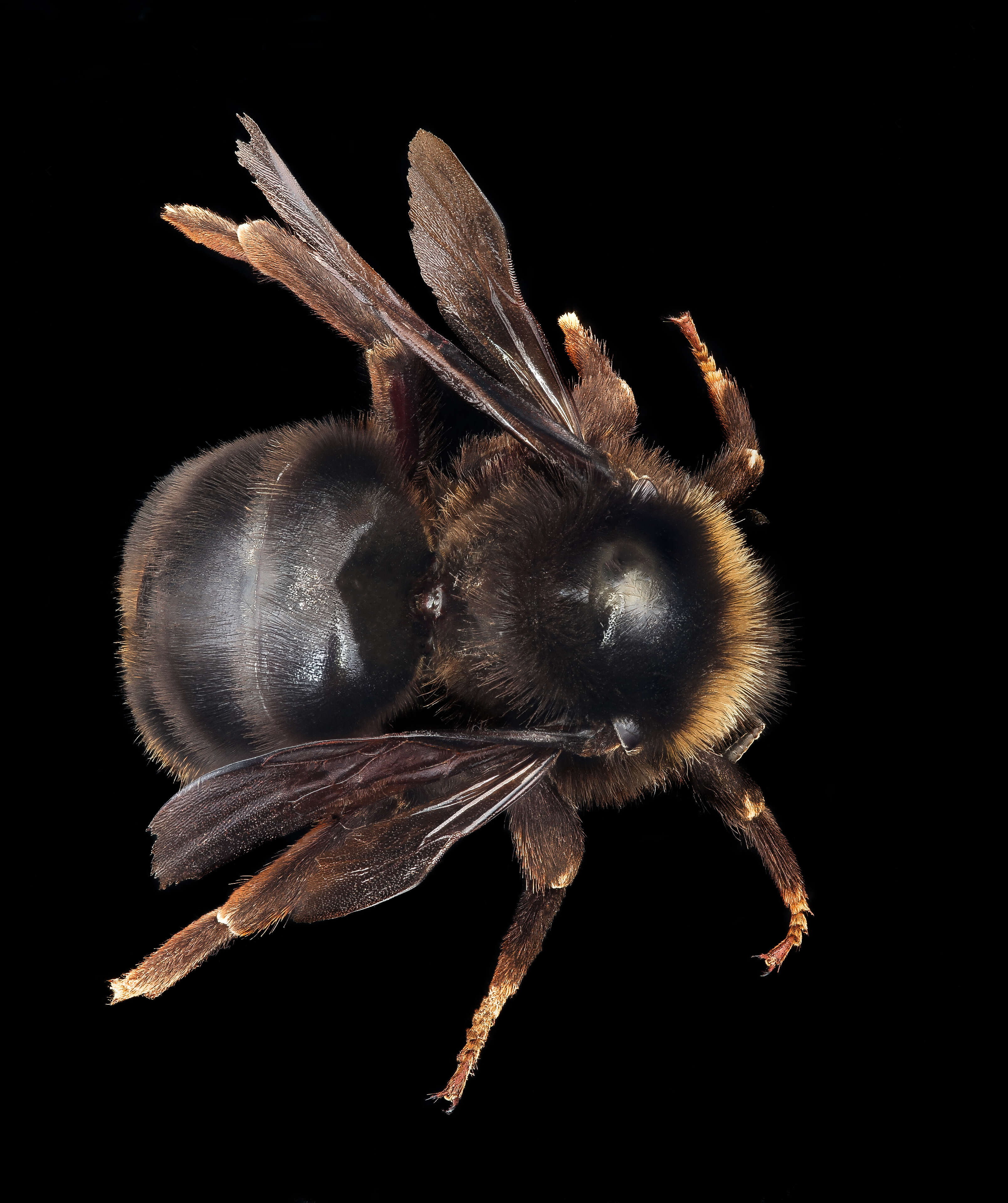 Image of Bombus rupestris (Fabricius 1793)