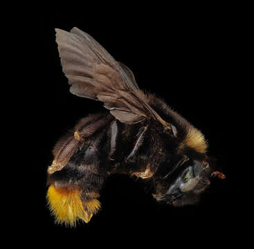 Plancia ëd Bombus rupestris (Fabricius 1793)