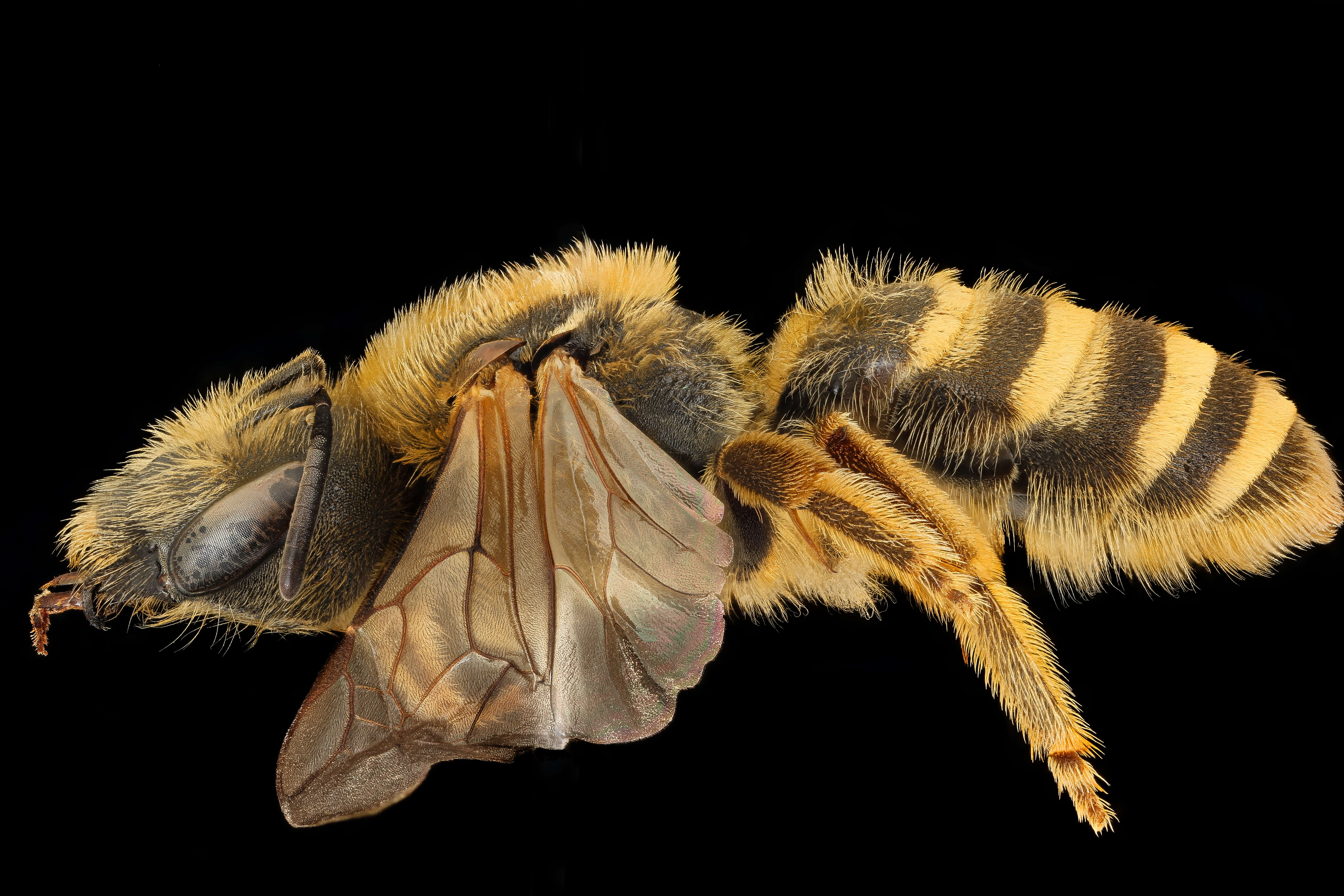 Image of Halictus scabiosae (Rossi 1790)