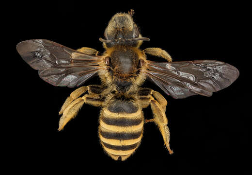 Image of Halictus scabiosae (Rossi 1790)