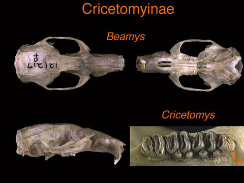 640.collections contributors anatomical images family pages rodentia cricetomyinae.580x360