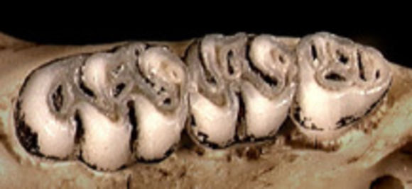 Image of Water Rats