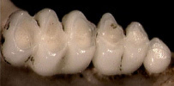 640.collections contributors anatomical images rodent molars sigmodontinae thumbnails neusticomys thb.580x360