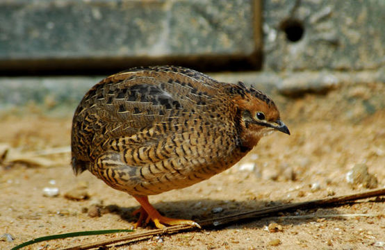Image of Japanese Quail
