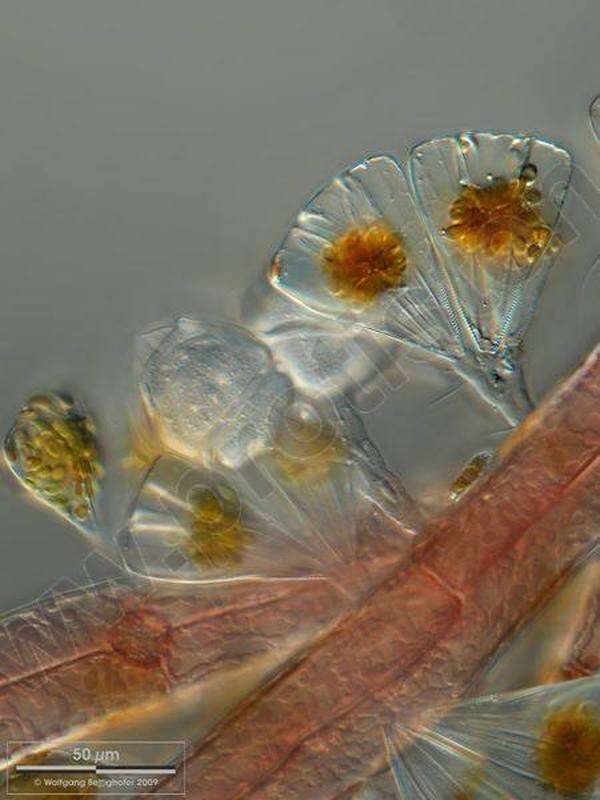 Image of Licmophoraceae