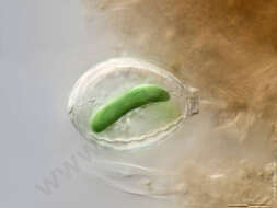 Image of Paulinellidae