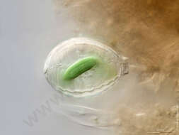Image of Paulinellidae