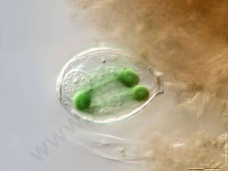 Image of Paulinellidae