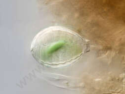 Image of Paulinellidae
