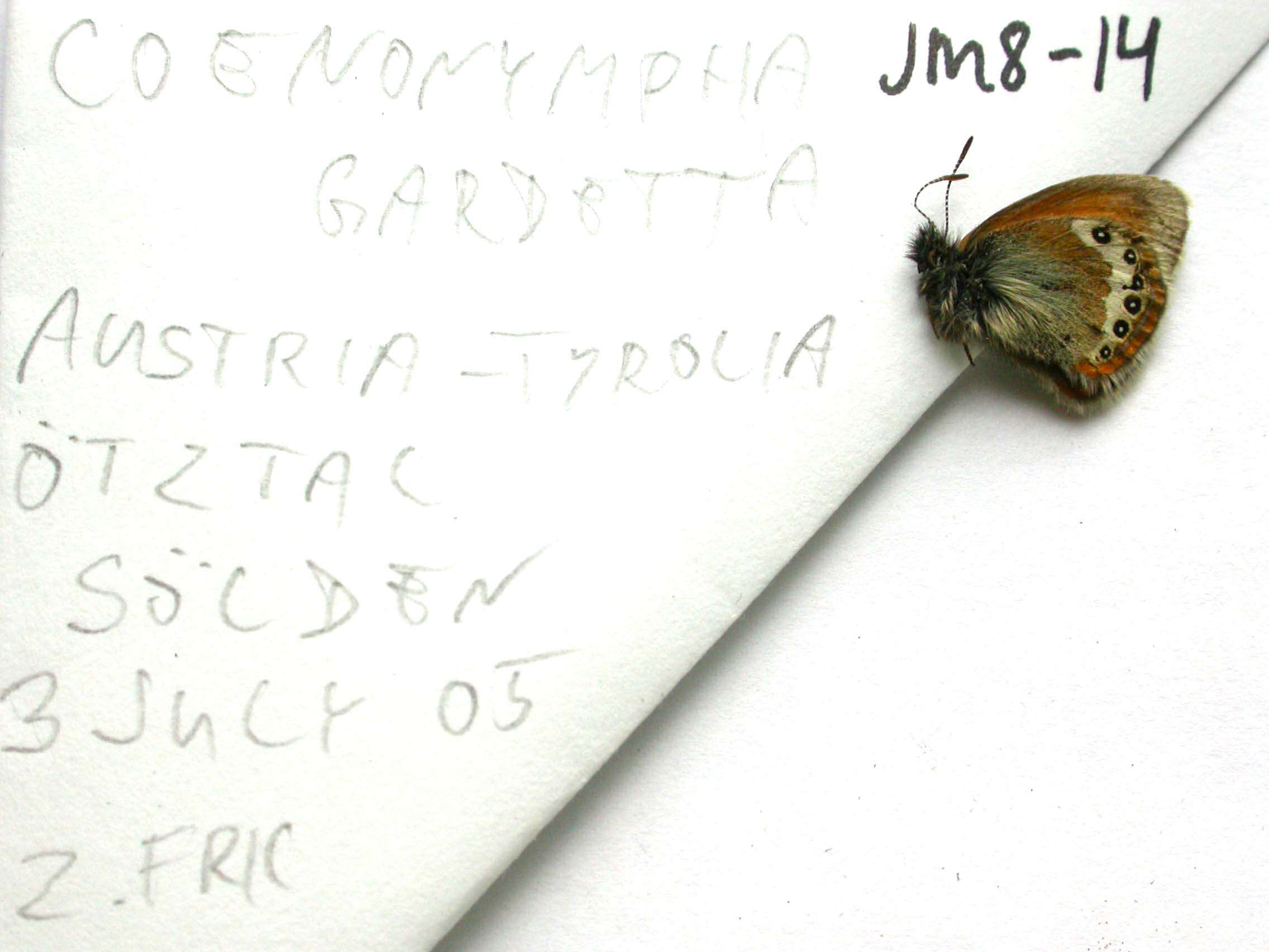 Image of Coenonympha gardetta