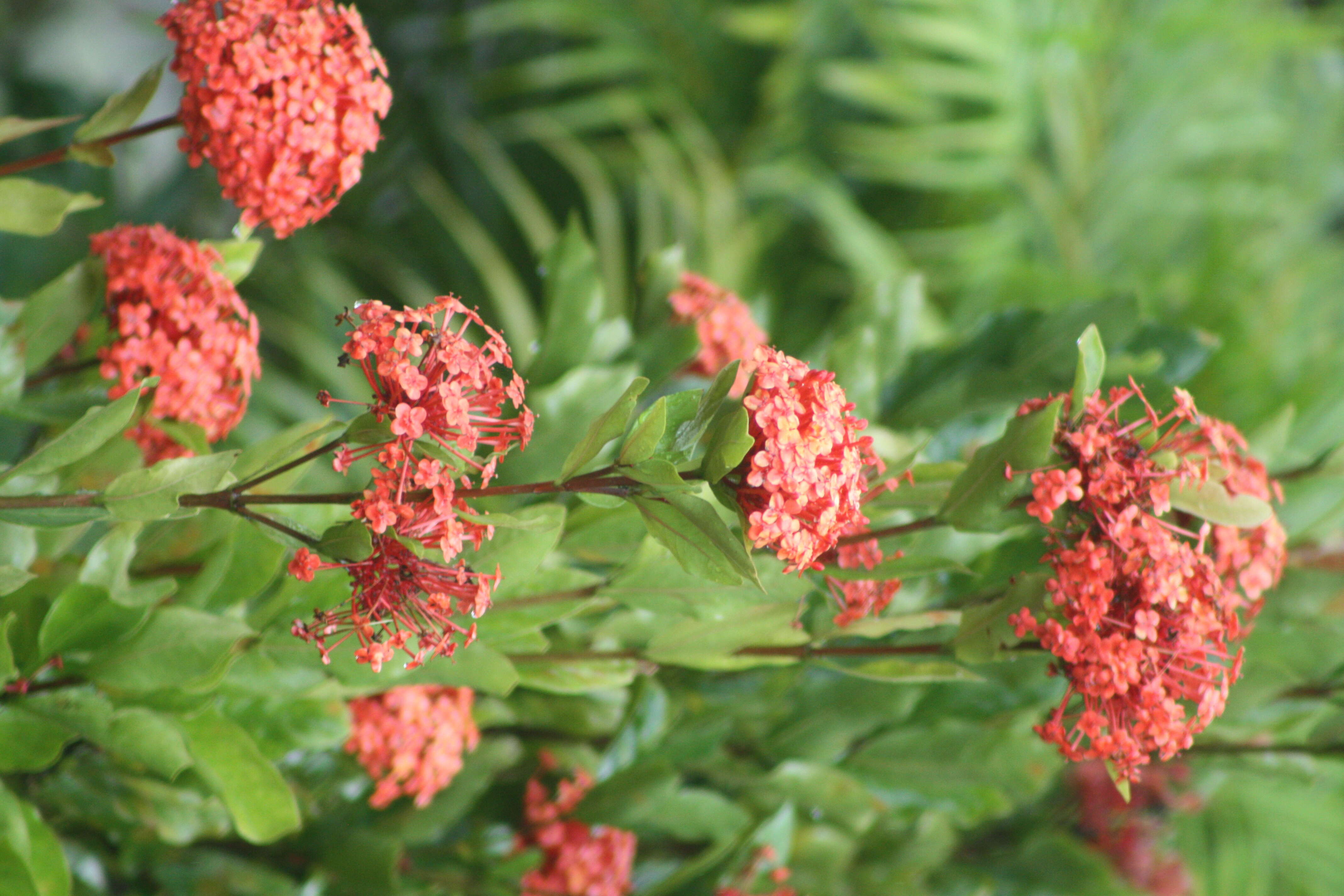 Image of ixora