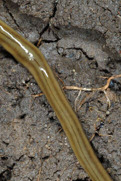 Image of Flatworm