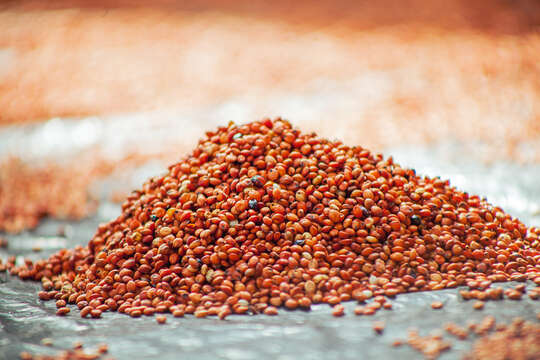 Image of broomcorn millet