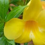 Image of Golden Trumpet or Buttercup Flower