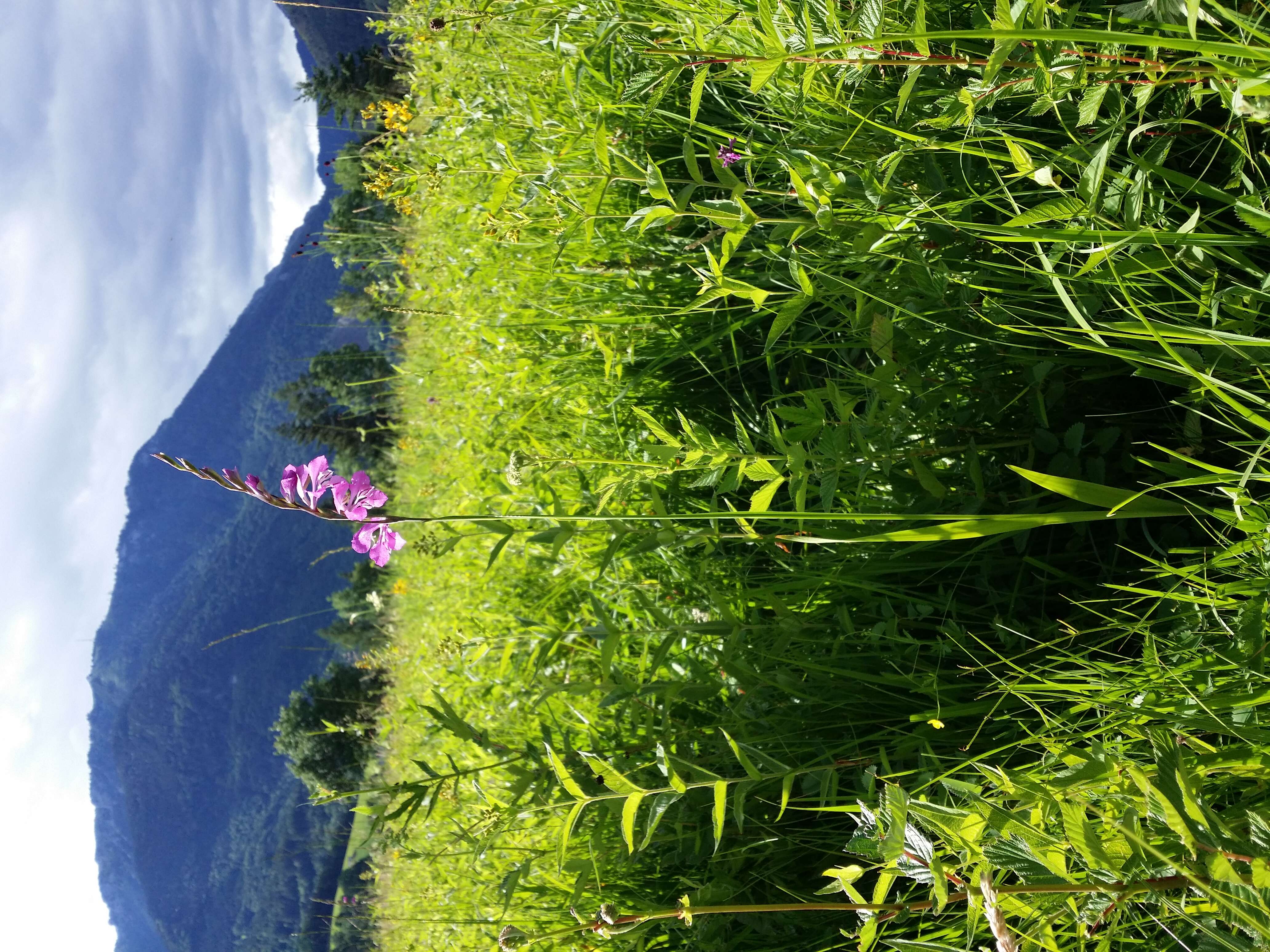 Image of Turkish Marsh Gladiolus