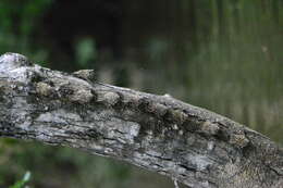 Image of proboscis bat