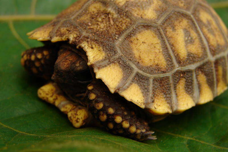 Image of Yellow-footed Tortoise