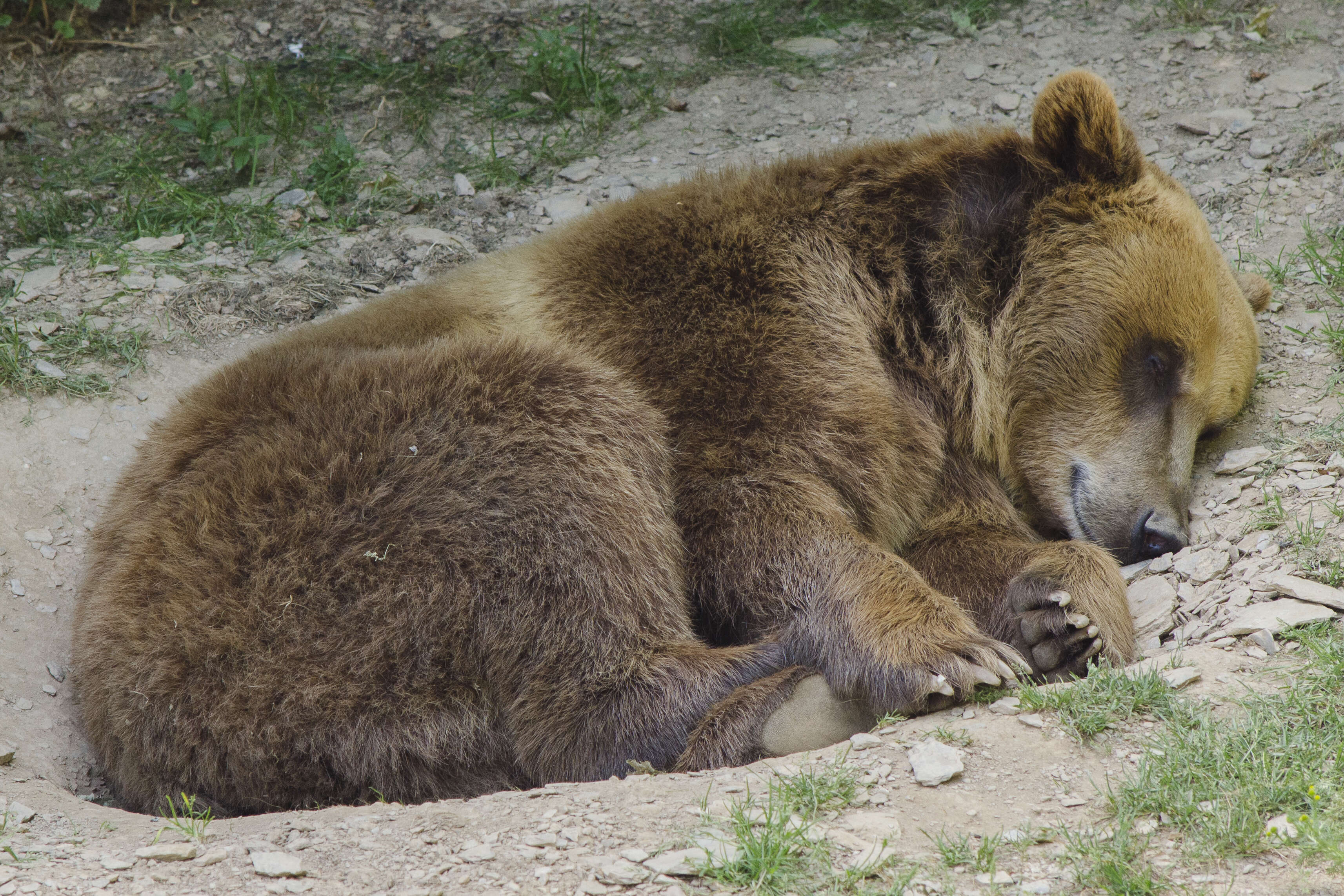 Image of Brown Bear