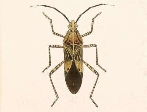 صورة Hypselonotus punctiventris Stål 1862