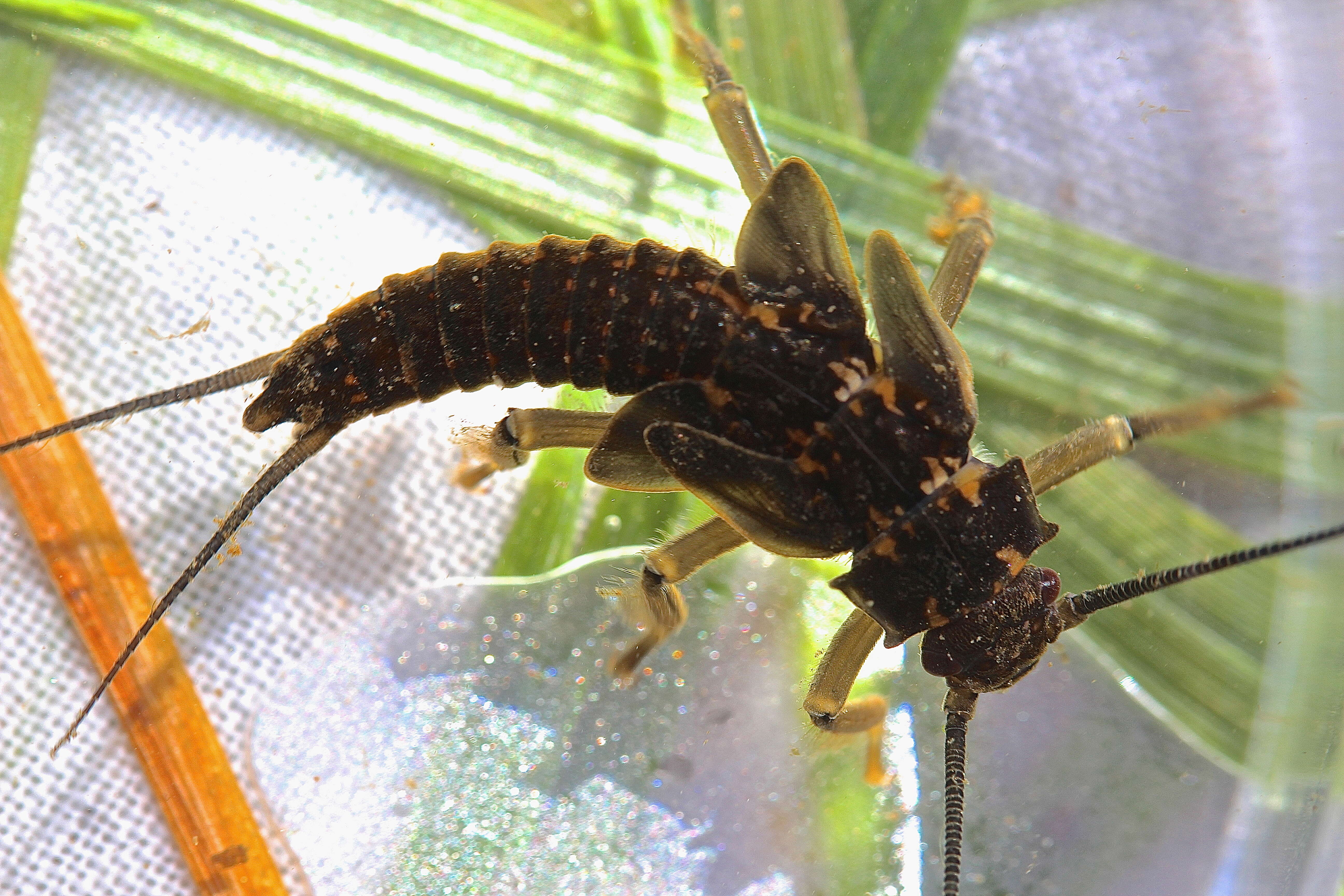 Image of American Salmonfly