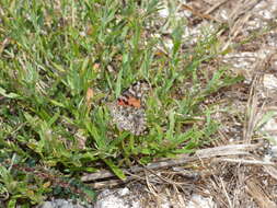 Plancia ëd Vanessa cardui