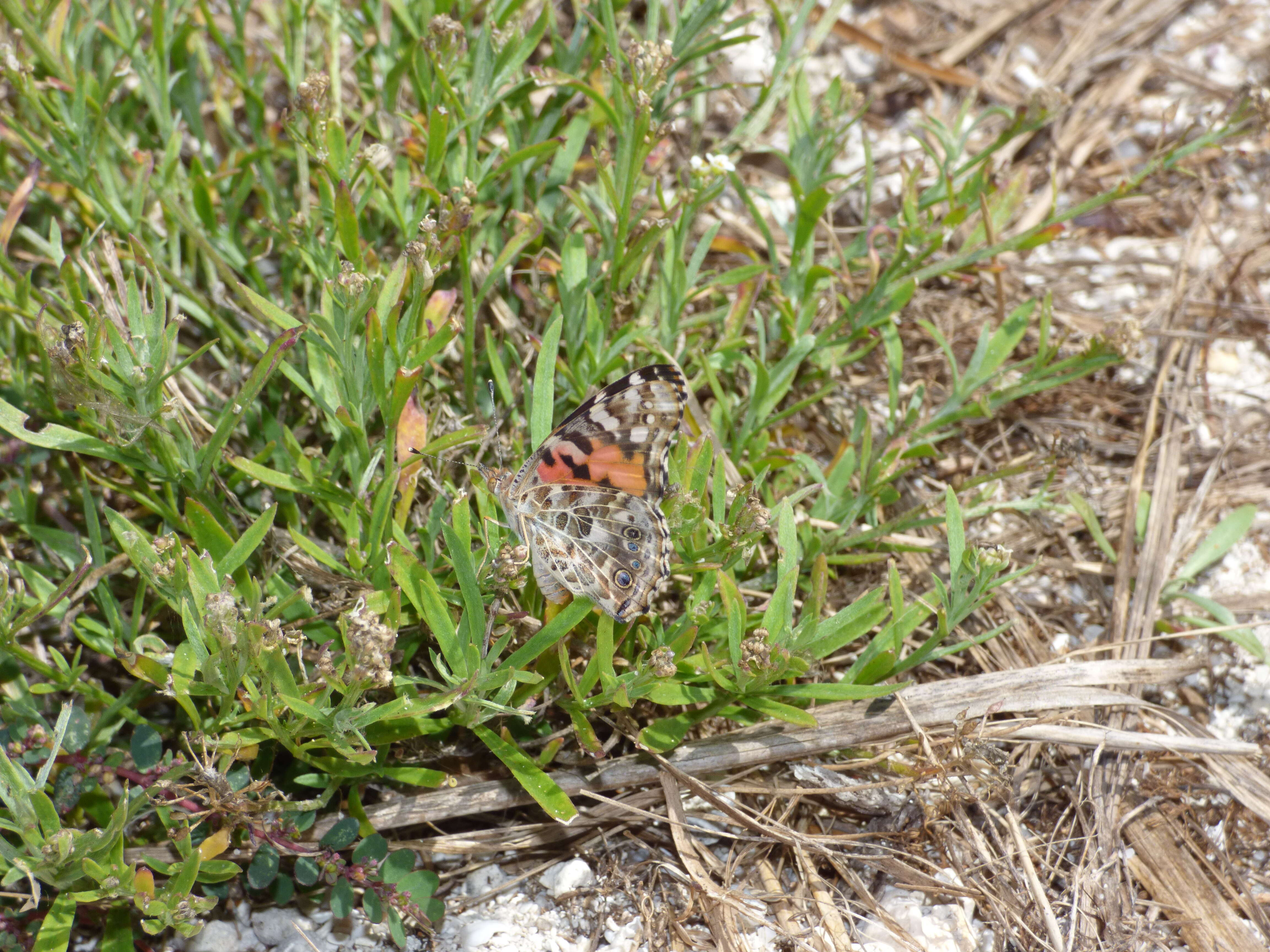 Plancia ëd Vanessa cardui