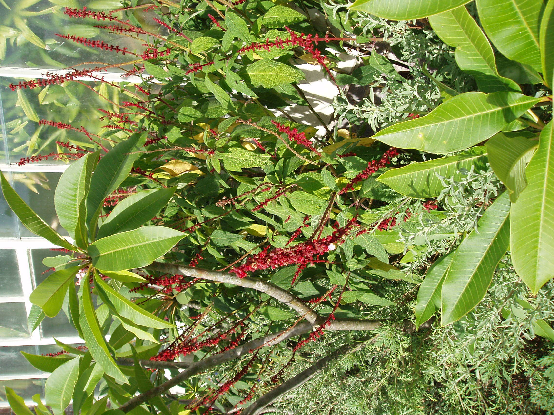 Image of Salvia confertiflora Pohl