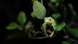 Image de Caméléon commun