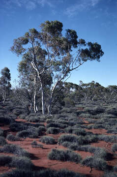 Слика од Eucalyptus gongylocarpa Blakely