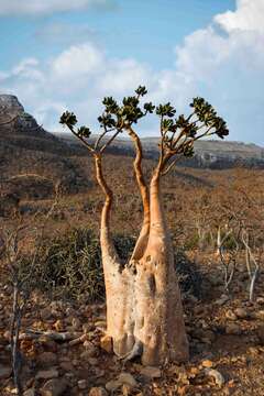 Image of Desert Rose