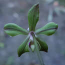 Image of Phalaenopsis honghenensis F. Y. Liu