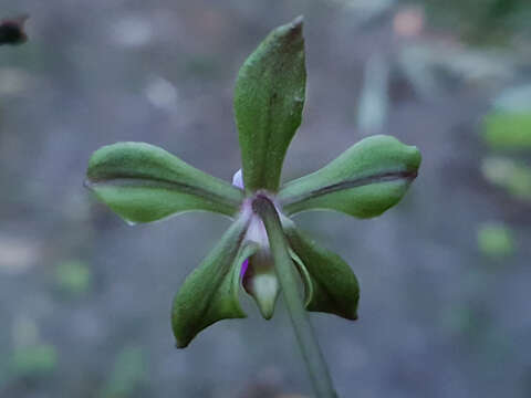 Image of Phalaenopsis honghenensis F. Y. Liu