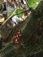 Image of Oophaga solanensis Posso-Terranova & Andrés 2018